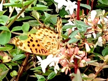 H290917 花だより2