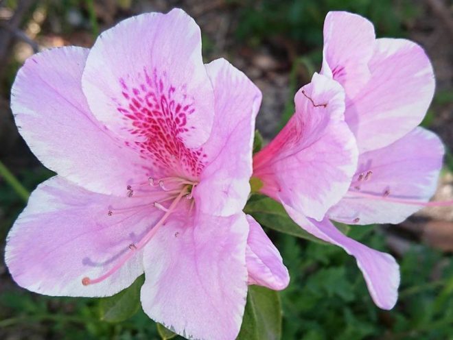H300423 花だより1