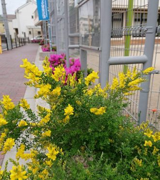H300423 花だより5