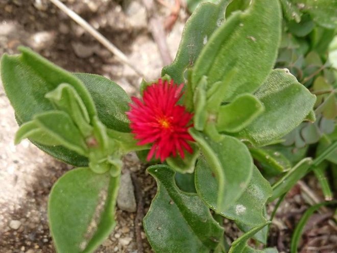 H300819 花蔓草