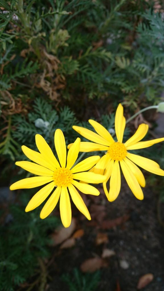 H301118 花だより2