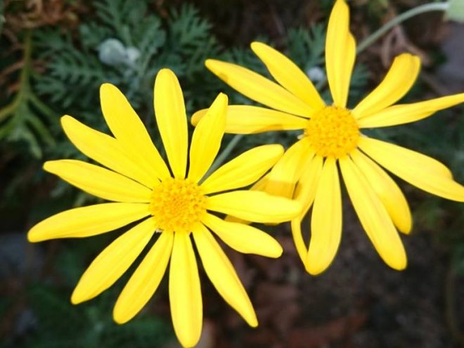 H301118 花だより2
