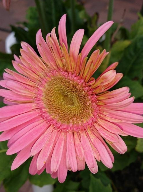 H301118 花だより4