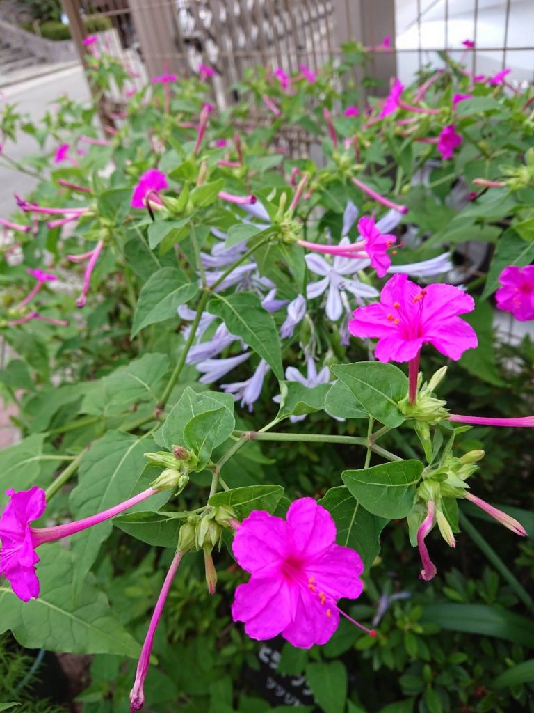 20190716 花だより4