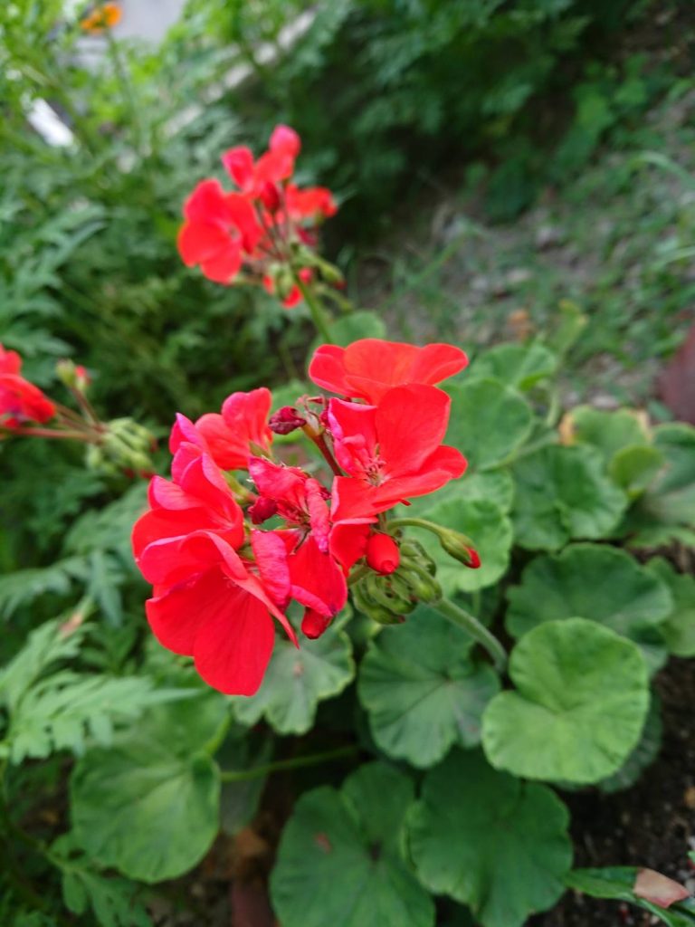 20190716 花だより7