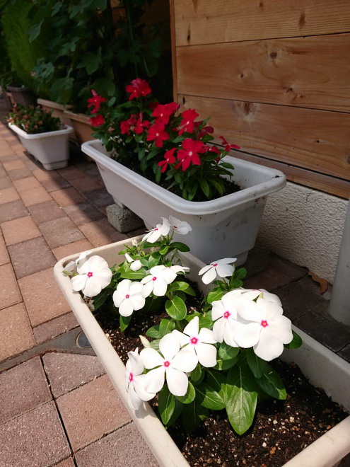 20190809 花だより2