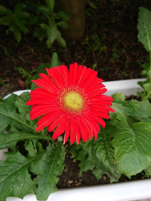 20190809 花だより4